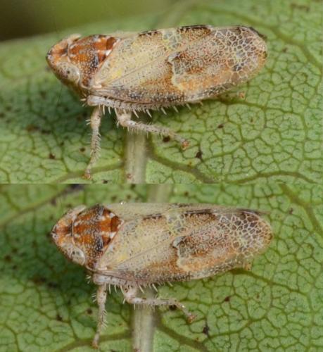 Stegelytra alticeps