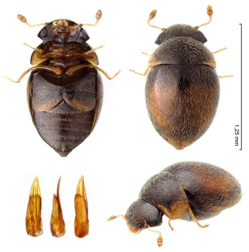 Réf. 323 951 : Clambus pubescens