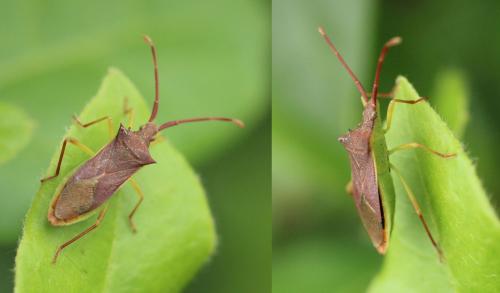 Réf. 323 477 : Gonocerus insidiator