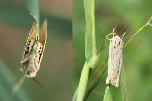 Réf. 323 577 : Coscinia striata