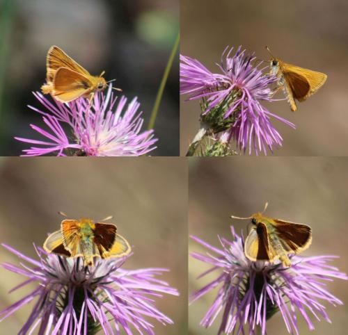 Thymelicus acteon