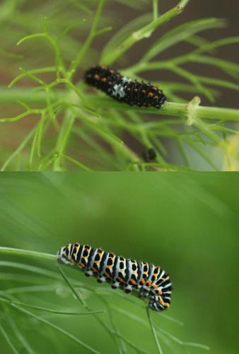 Réf. 323 417 : Papilio machaon