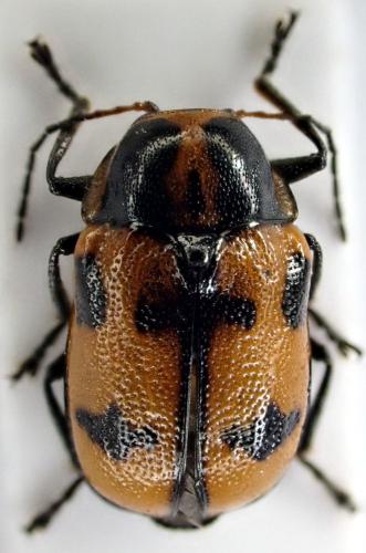 Cryptocephalus quinquepunctatus
