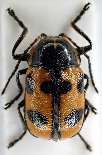 Cryptocephalus quinquepunctatus
