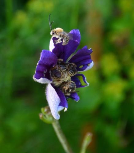 Réf. 323 668 : Eucera sp.