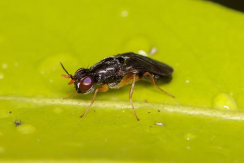 Chyliza extenuata