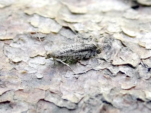 Réf. 323 430 : Epinotia granitana