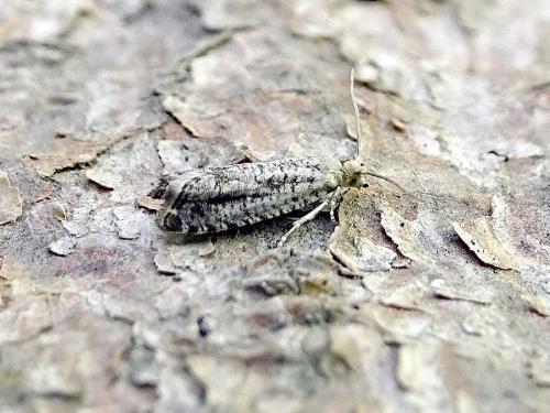 Epinotia granitana