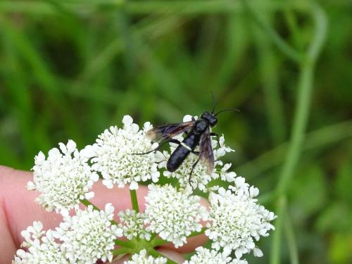 Réf. 323 128 : Cephaledo caucasica cinctaria