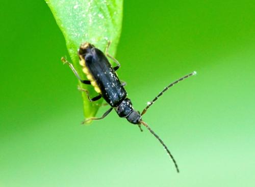 Réf. 323 063 : Malthininae inconnu