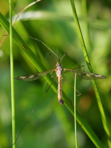 Réf. 323 549 : Tipula unca