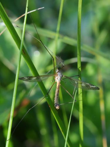 Tipula unca
