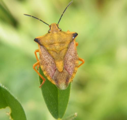 Réf. 323 041 : Carpocoris mediterraneus atlanticus