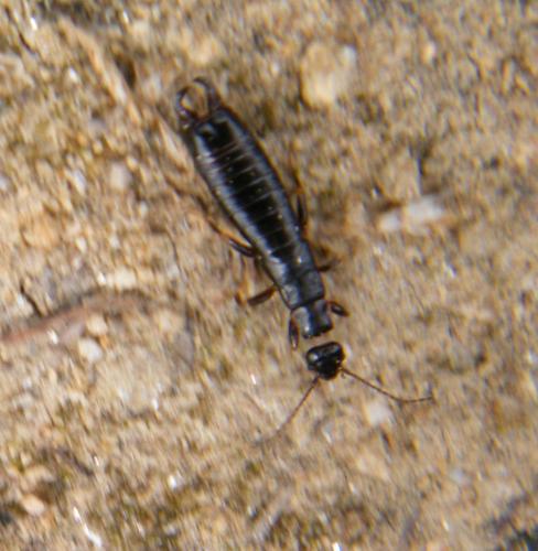 Réf. 323 179 : Euborellia moesta