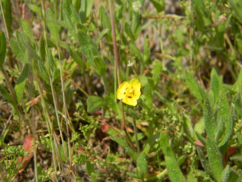 Adscita sp.