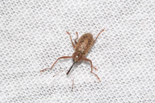 Réf. 323 279 : Dorytomus longimanus