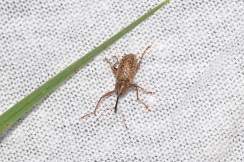 Réf. 323 280 : Dorytomus longimanus