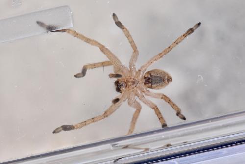 Olios argelasius