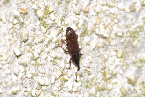 Cossoninae