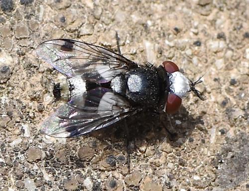 Sphenometopa fastuosa