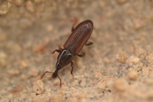 Cossoninae