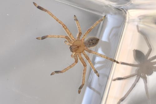 Olios argelasius