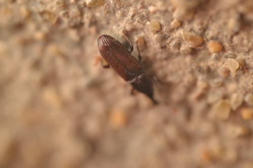 Cossoninae