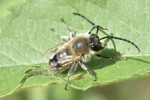 Réf. 323 262 : Eucera sp.