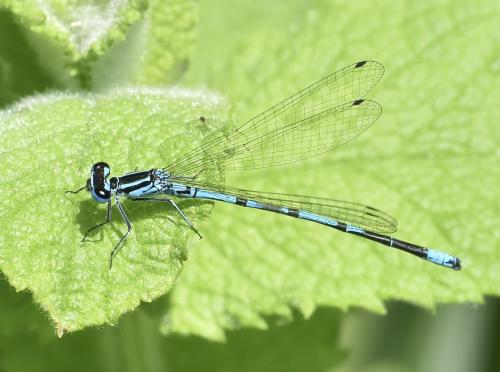 Coenagrion puella