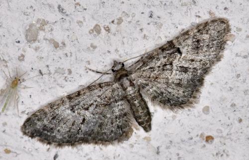 Eupithecia sp.