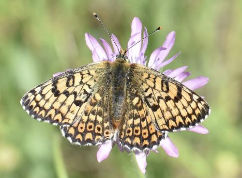Réf. 323 180 : Melitaea cinxia