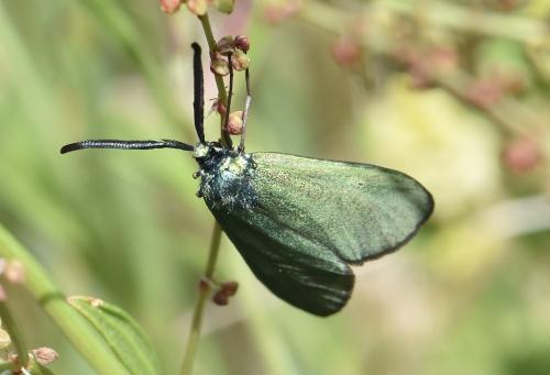 Réf. 323 161 : Adscita sp.