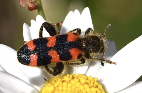Réf. 323 160 : Trichodes leucopsideus
