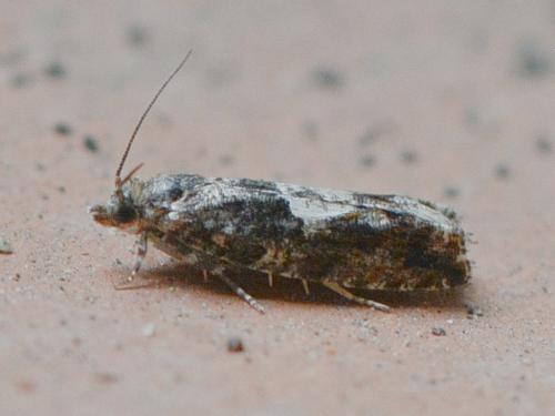Olethreutinae