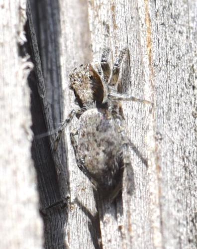 Réf. 323 215 : Menemerus taeniatus