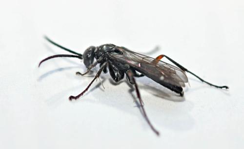 Réf. 323 934 : Caliadurgus fasciatellus