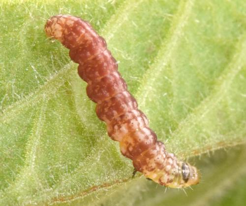 Réf. 323 583 : Monochroa conspersella