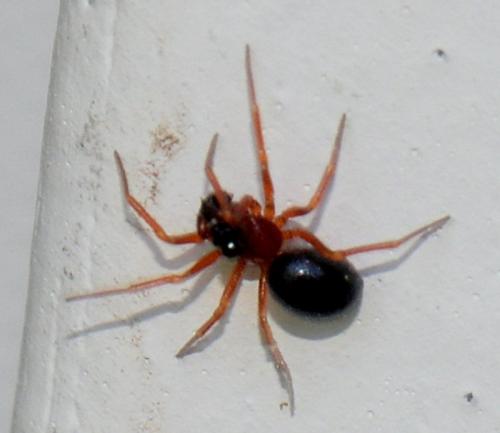 Réf. 323 708 : Pelecopsis sp.