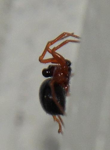 Réf. 323 706 : Pelecopsis sp.