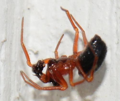 Pelecopsis sp.