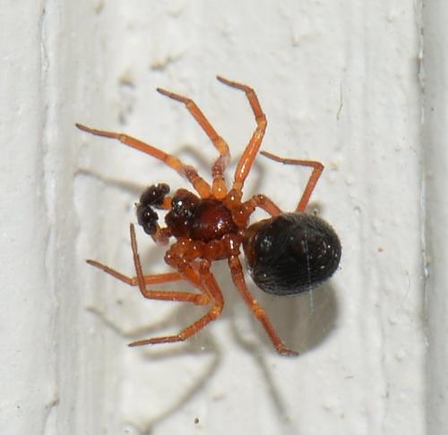 Réf. 323 836 : Pelecopsis sp.