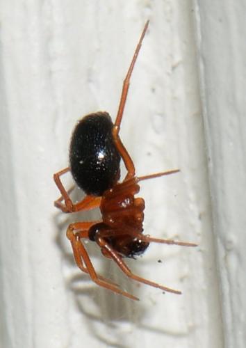Pelecopsis sp.