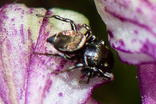 Heliophanus tribulosus