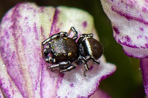 Heliophanus tribulosus