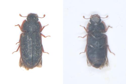 Réf. 323 081 : Colobicus hirtus