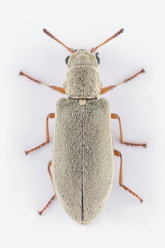 Danacea ambigua
