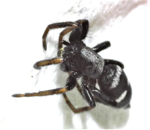 Réf. 323 832 : Aphantaulax cincta