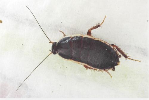 Réf. 323 933 : Loboptera decipiens