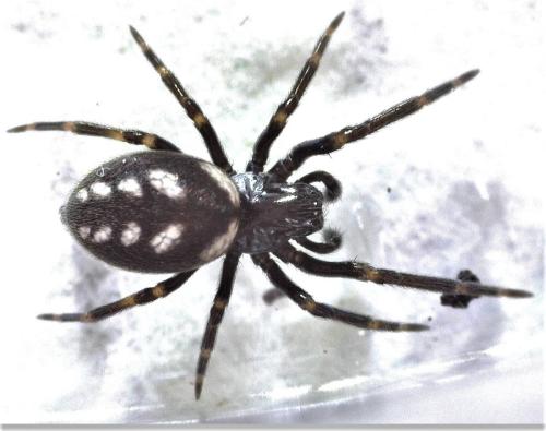 Nurscia albomaculata