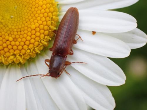 Réf. 323 648 : Athous campyloides